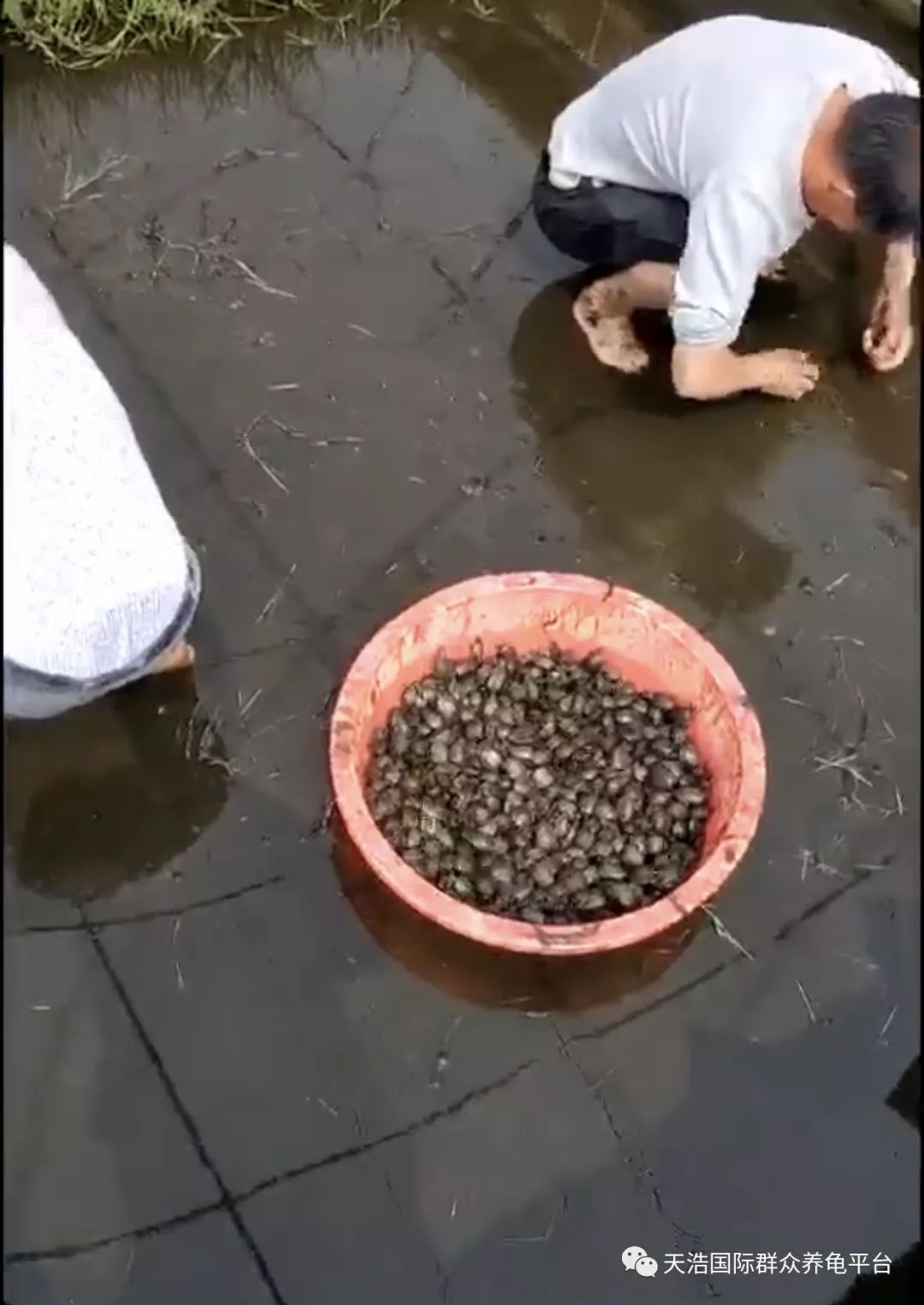 视频养殖广西适合技术开发吗_广西适合养殖技术视频_视频养殖广西适合技术发展吗