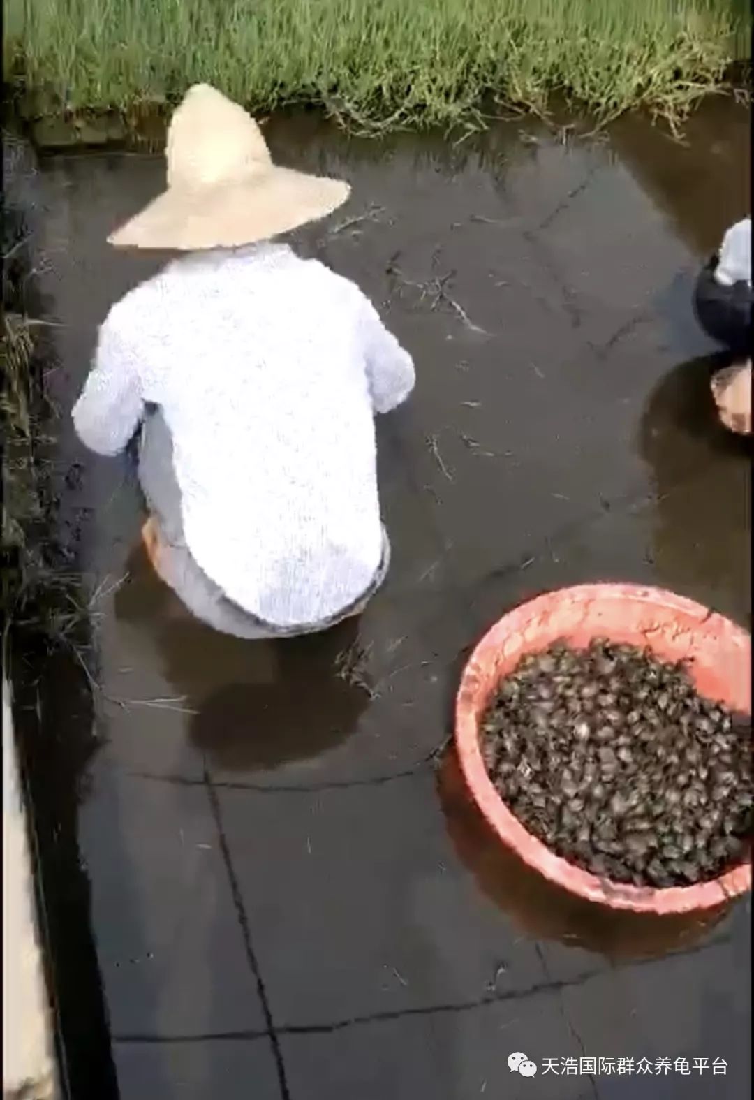 广西适合养殖技术视频_视频养殖广西适合技术开发吗_视频养殖广西适合技术发展吗