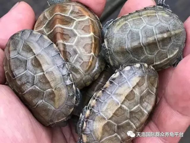 视频养殖广西适合技术开发吗_广西适合养殖技术视频_视频养殖广西适合技术发展吗