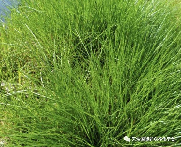 视频养殖广西适合技术开发吗_广西适合养殖技术视频_视频养殖广西适合技术发展吗