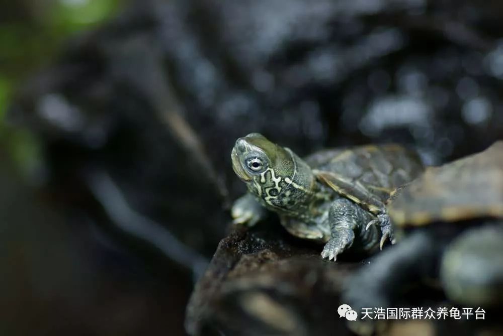 视频养殖广西适合技术开发吗_视频养殖广西适合技术发展吗_广西适合养殖技术视频