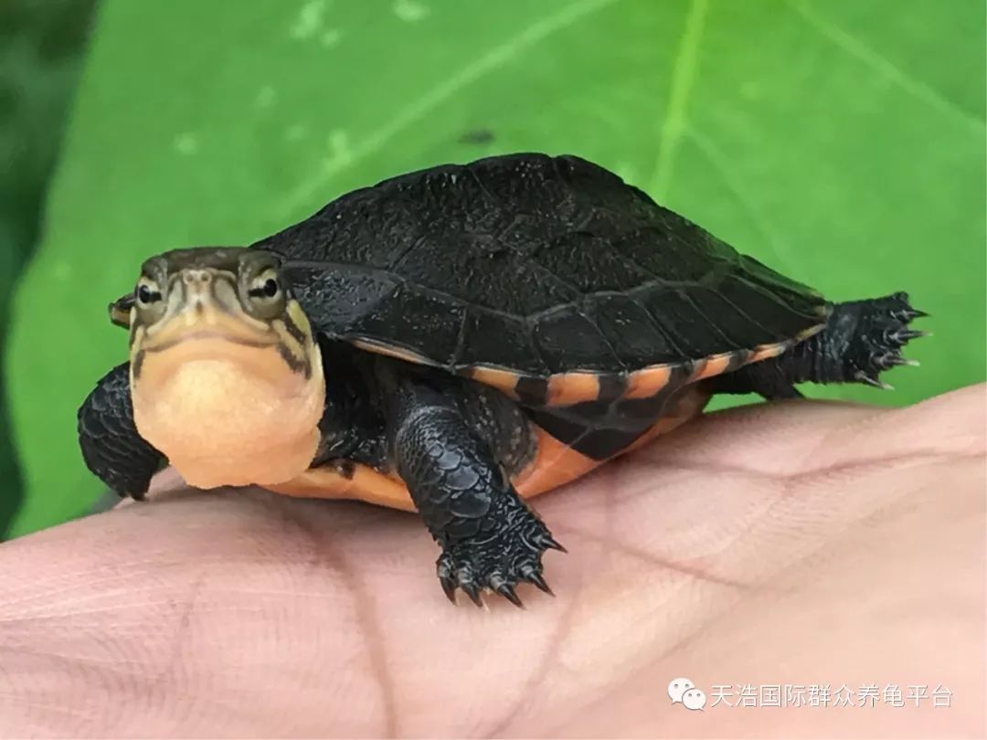 视频养殖广西适合技术发展吗_视频养殖广西适合技术开发吗_广西适合养殖技术视频