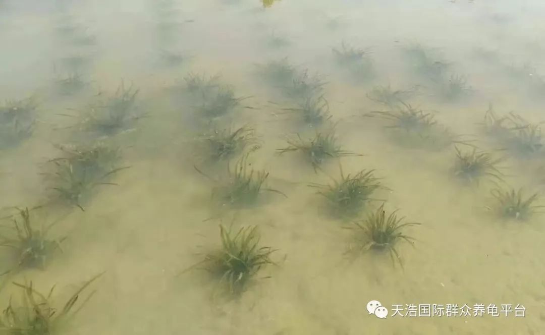 视频养殖广西适合技术开发吗_广西适合养殖技术视频_视频养殖广西适合技术发展吗