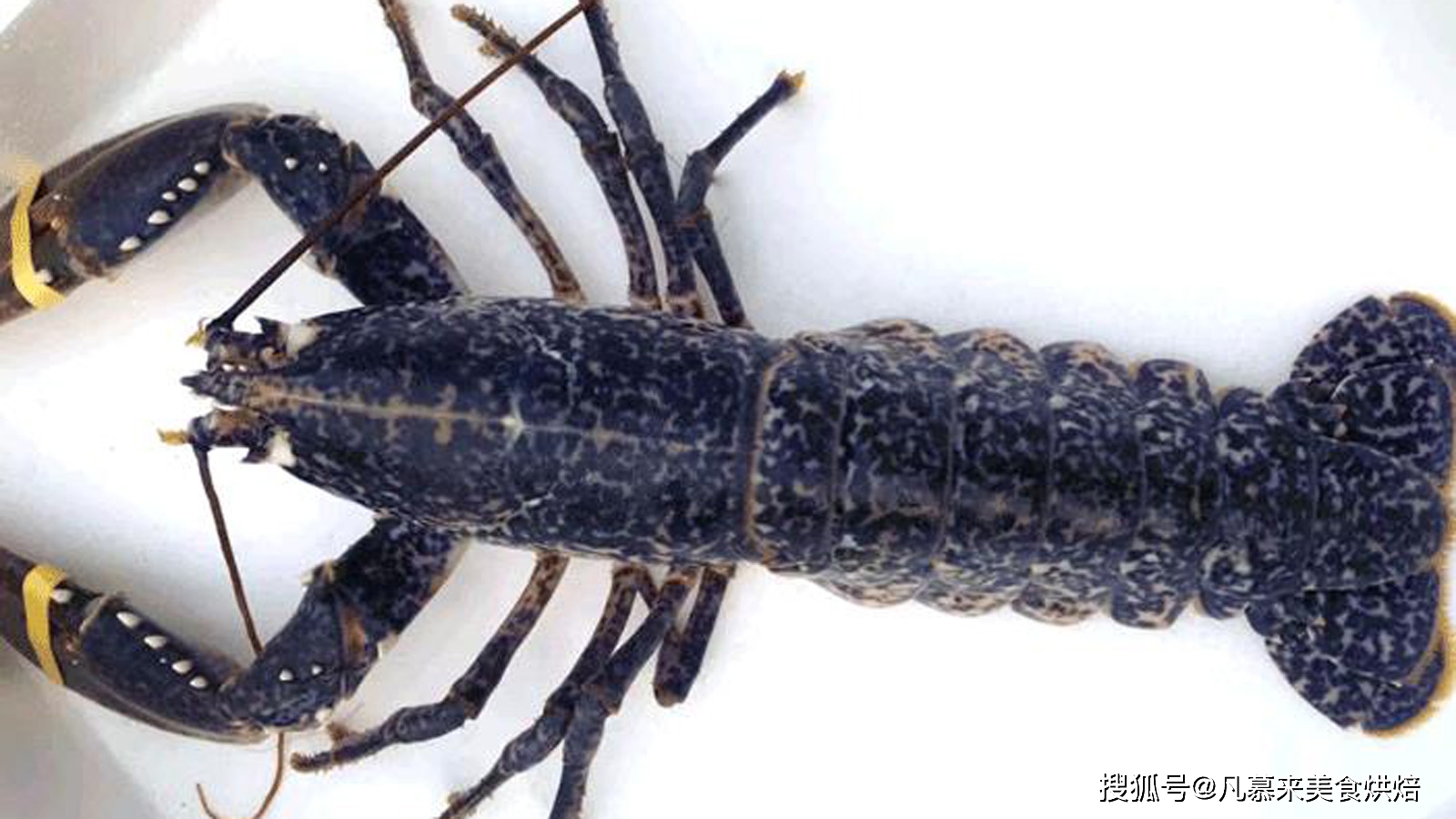 养殖河虾技术要求_河虾养殖视频致富经河虾养殖_河虾怎么养殖技术