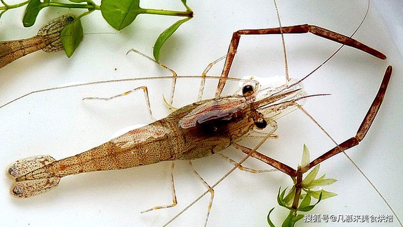 河虾养殖视频致富经河虾养殖_养殖河虾技术要求_河虾怎么养殖技术