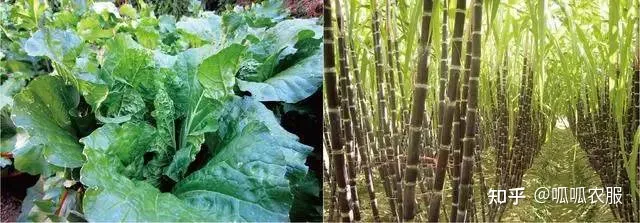 致富种植农业理念怎么写_致富种植农业理念有哪些_农业种植致富理念