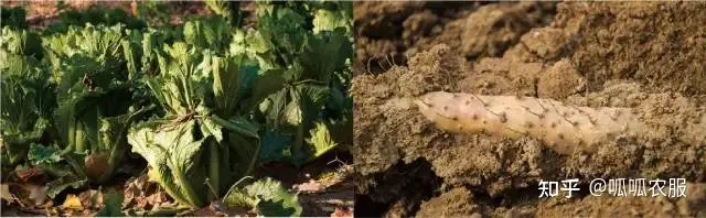农业种植致富理念_致富种植农业理念怎么写_致富种植农业理念有哪些