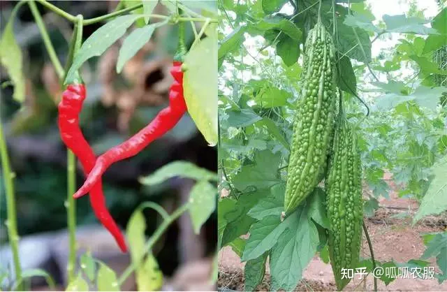 致富种植农业理念有哪些_致富种植农业理念怎么写_农业种植致富理念