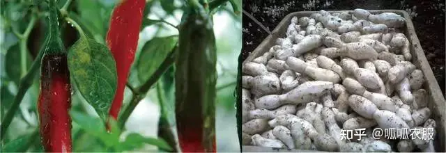致富种植农业理念有哪些_农业种植致富理念_致富种植农业理念怎么写
