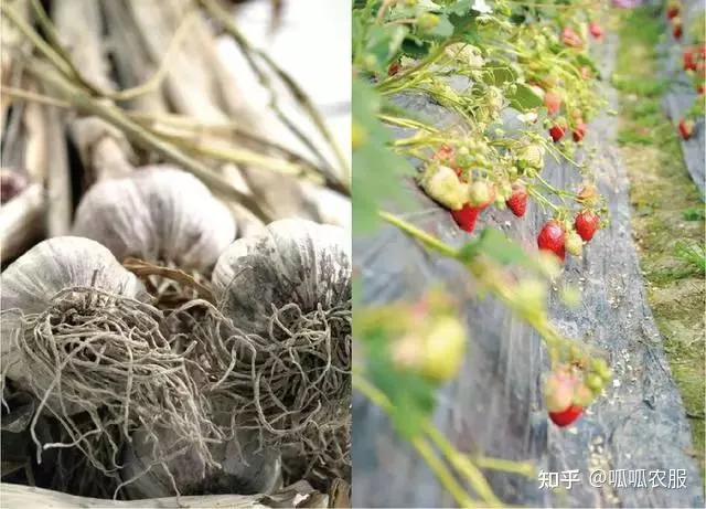 致富种植农业理念怎么写_农业种植致富理念_致富种植农业理念有哪些