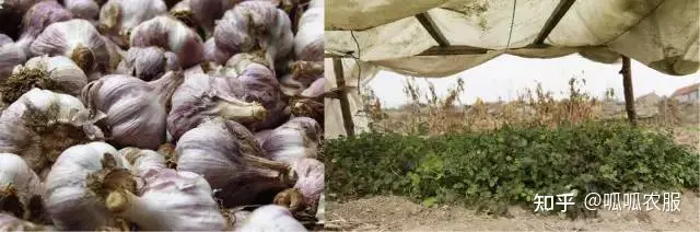 农业种植致富理念_致富种植农业理念怎么写_致富种植农业理念有哪些