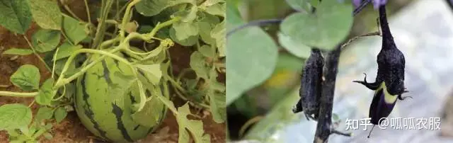 致富种植农业理念怎么写_农业种植致富理念_致富种植农业理念有哪些