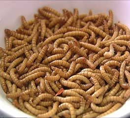 寇红艳：用黄粉虫做特色菜致富(图)