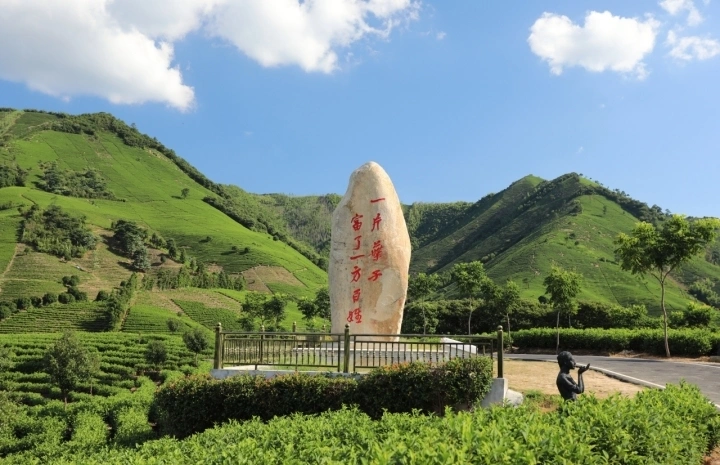 种植白茶赚钱吗_种植白茶致富视频_种植白茶的市场前景