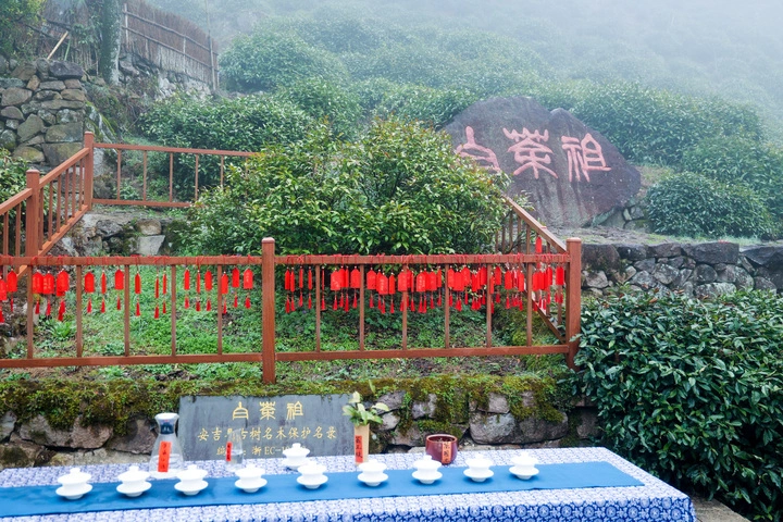 种植白茶赚钱吗_种植白茶致富视频_种植白茶的市场前景