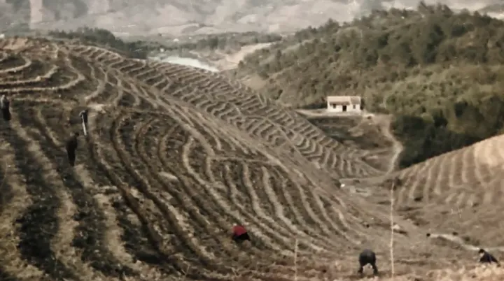 种植白茶的市场前景_种植白茶赚钱吗_种植白茶致富视频