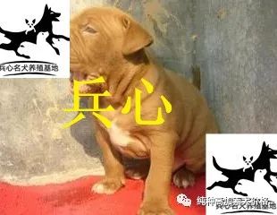 养殖藏獒有前景吗_藏獒养殖技术资料_养殖藏獒需要什么手续