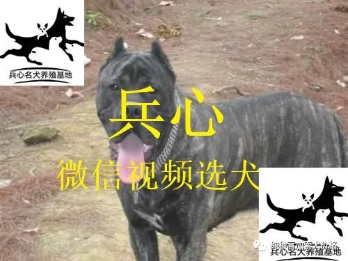 养殖藏獒需要什么手续_藏獒养殖技术资料_养殖藏獒有前景吗