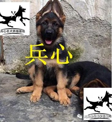 藏獒养殖技术资料_养殖藏獒有前景吗_养殖藏獒需要什么手续
