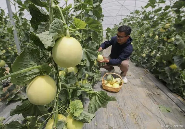 冬季大棚甜瓜的种植方法和管理技术