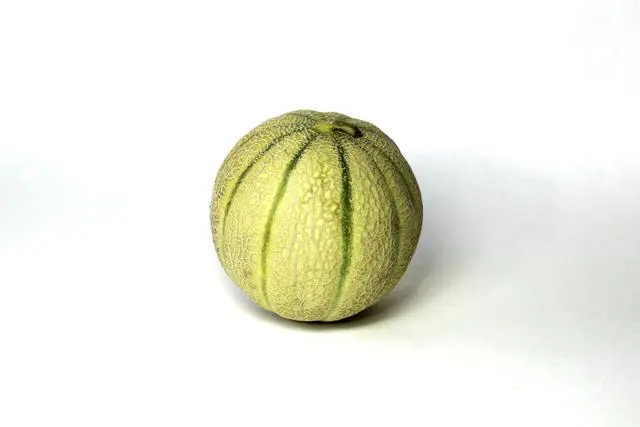 甜瓜的种植管理技术_种植甜瓜怎样管理_种植甜瓜管理技术视频教程