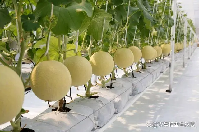 种植甜瓜管理技术与管理_种植甜瓜管理技术视频_甜瓜的种植管理技术