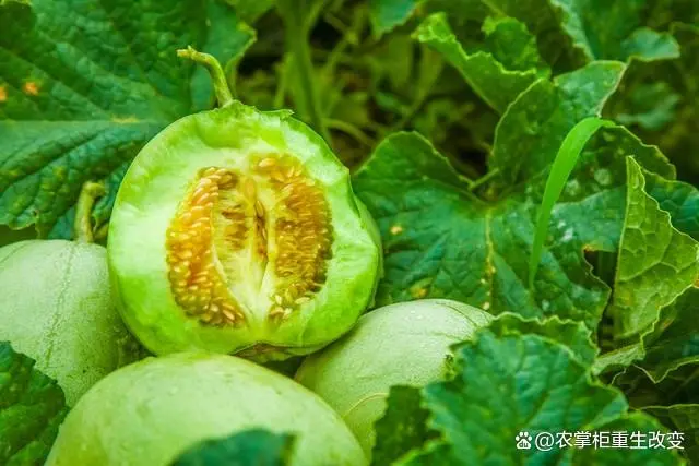 种植甜瓜管理技术视频_甜瓜的种植管理技术_种植甜瓜管理技术与管理