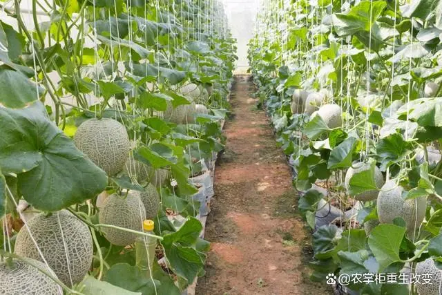 甜瓜的种植管理技术_种植甜瓜管理技术视频_种植甜瓜管理技术与管理