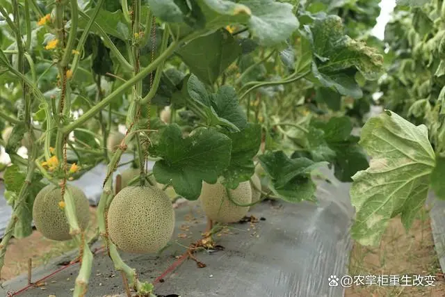种植甜瓜管理技术视频_种植甜瓜管理技术与管理_甜瓜的种植管理技术