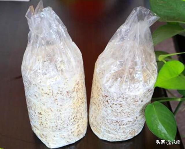 蘑菇种植技术方法图片_蘑菇种植图片方法技术要点_蘑菇种植图片方法技术图