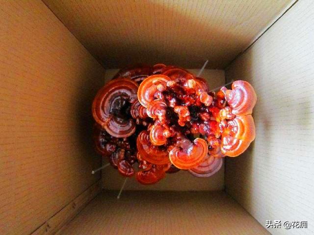 蘑菇种植技术方法图片_蘑菇种植图片方法技术要点_蘑菇种植图片方法技术图