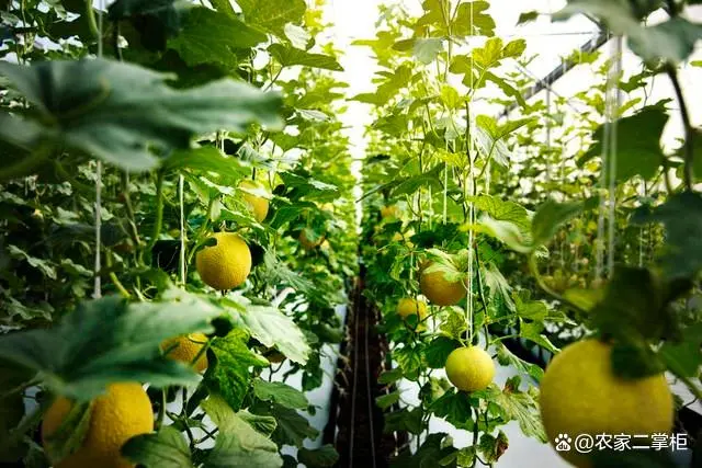 癞葡萄阳台种植方法