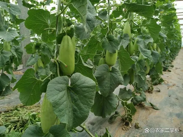 种植甜瓜管理技术视频_种植甜瓜管理技术视频教程_甜瓜的种植管理技术