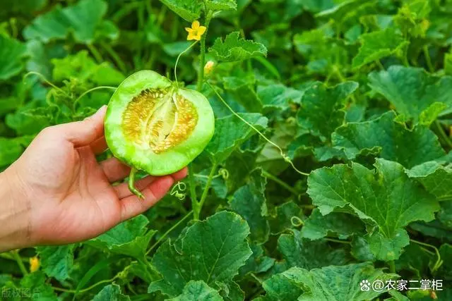 种植甜瓜管理技术视频教程_甜瓜的种植管理技术_种植甜瓜管理技术视频