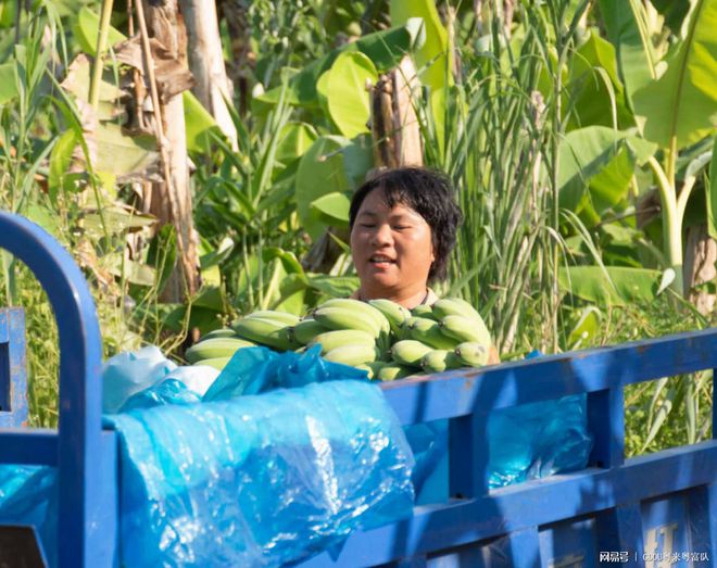 科学种植粉蕉，助力扶贫致富