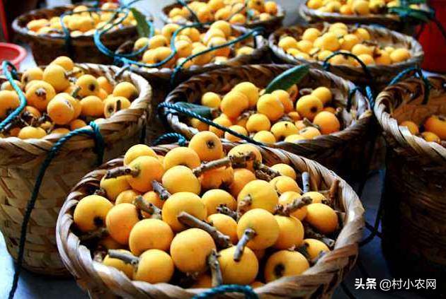 种植致富业_农民大喊种植致富项目_农村致富新项目种植