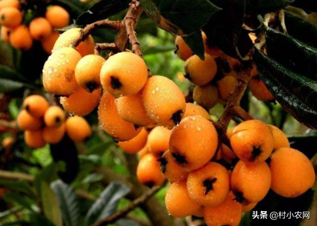 农村致富新项目种植_种植致富业_农民大喊种植致富项目