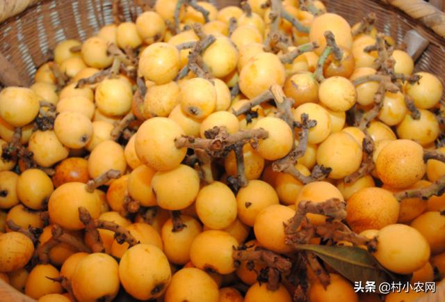 农村致富新项目种植_农民大喊种植致富项目_种植致富业