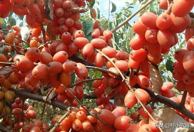 农民大喊种植致富项目_种植致富业_农村致富新项目种植