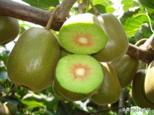农村致富新项目种植_种植致富业_农民大喊种植致富项目