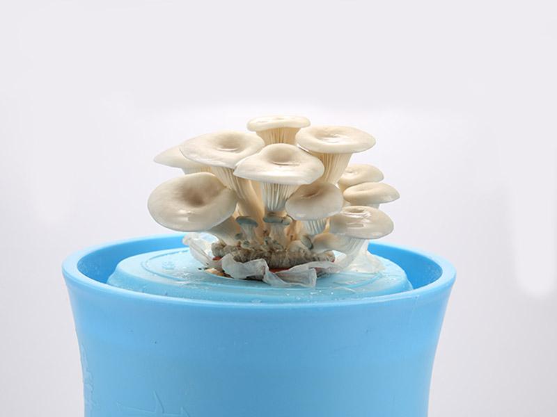 蘑菇种植图片方法技术要求_蘑菇种植技术方法图片_蘑菇种植图片方法技术要点