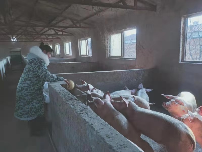养猪女状元梁海英的孵化带贫致富经