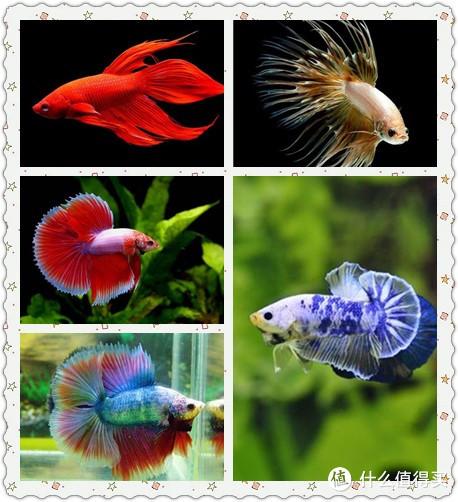 致富观赏金鱼养几条好_致富经养观赏金鱼_观赏金鱼养殖技术视频