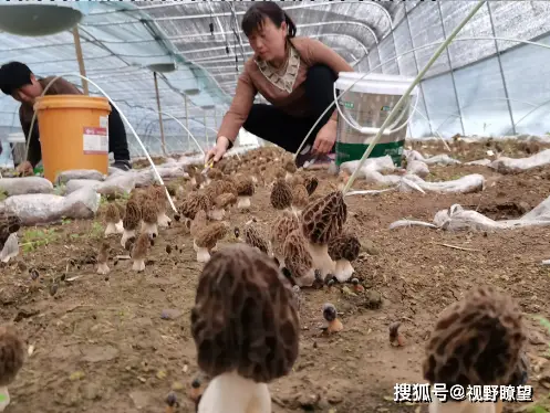 振兴致富乡村种植新闻稿_乡村振兴种植养殖技术_乡村振兴种植致富