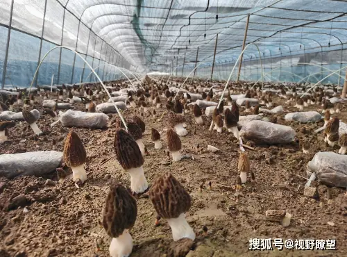 振兴致富乡村种植新闻稿_乡村振兴种植致富_乡村振兴种植养殖技术