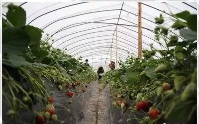 致富经大棚种菜技术_致富经大棚种植技术_大棚里的致富经