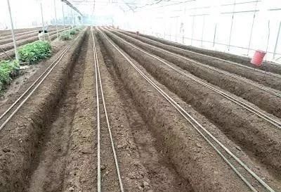 致富经大棚种植技术_大棚里的致富经_致富经大棚种菜技术