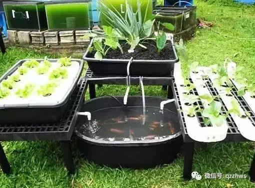 水上种菜水下养鱼，温室大棚鱼菜共生