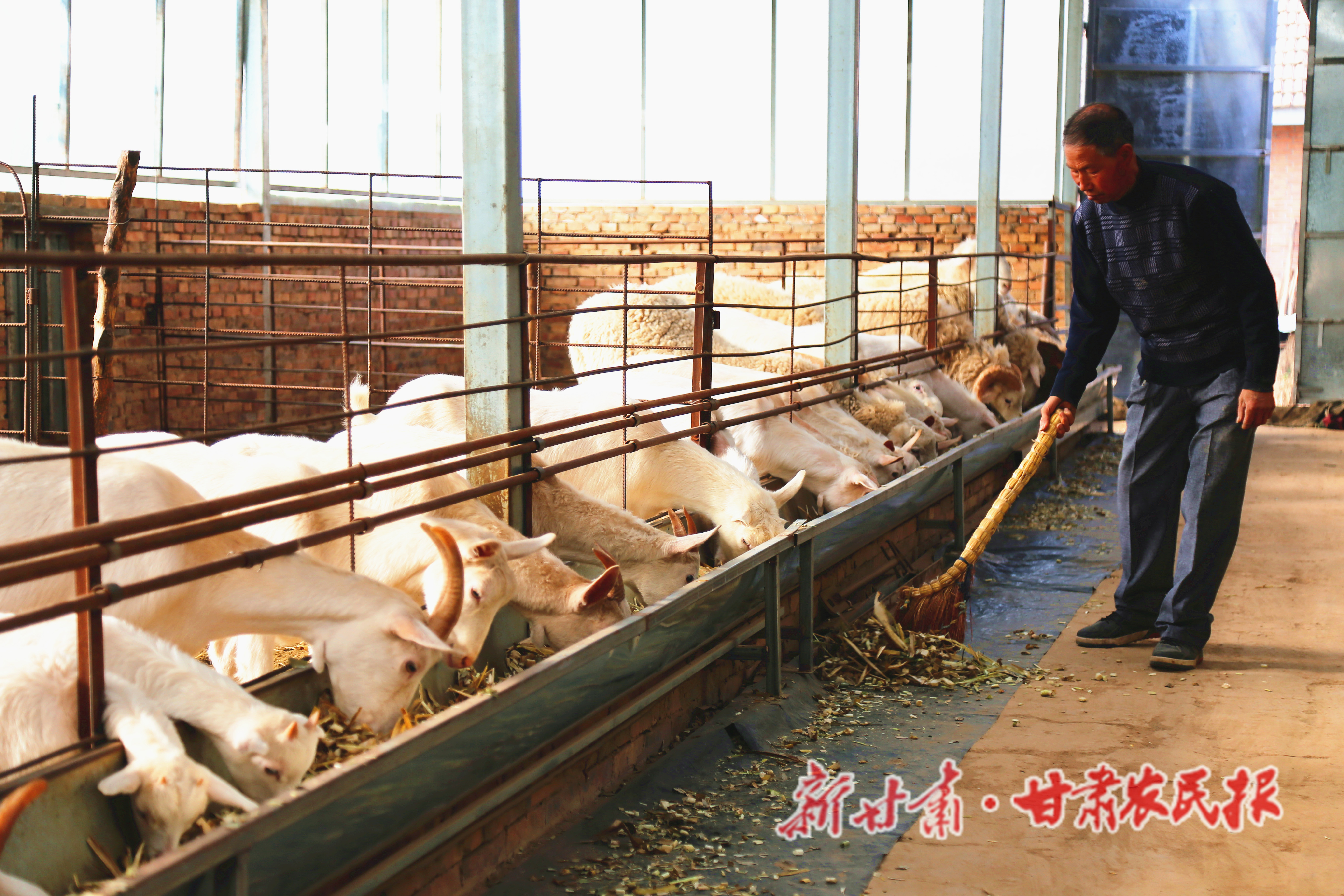 视频致富养殖奶羊是真的吗_致富经奶羊养殖视频_养奶羊视频大全视频播放