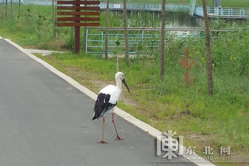 创新微媒体带你领略不一样的大庆